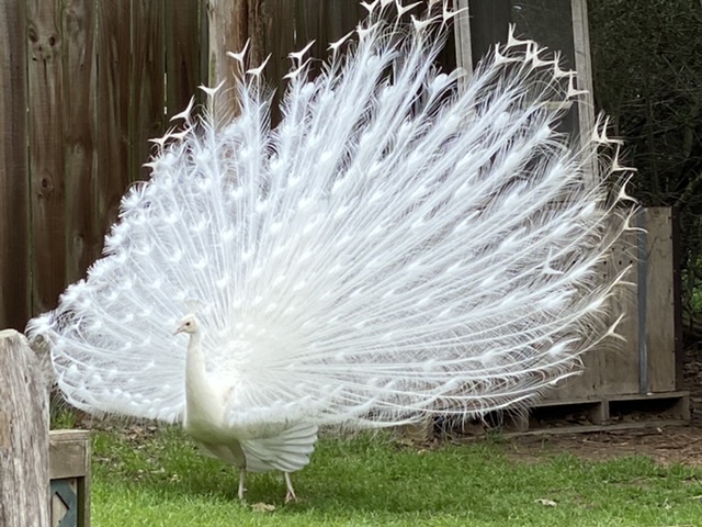 tv-travel-albino-peacock- at- capital-of- Texas - zoo